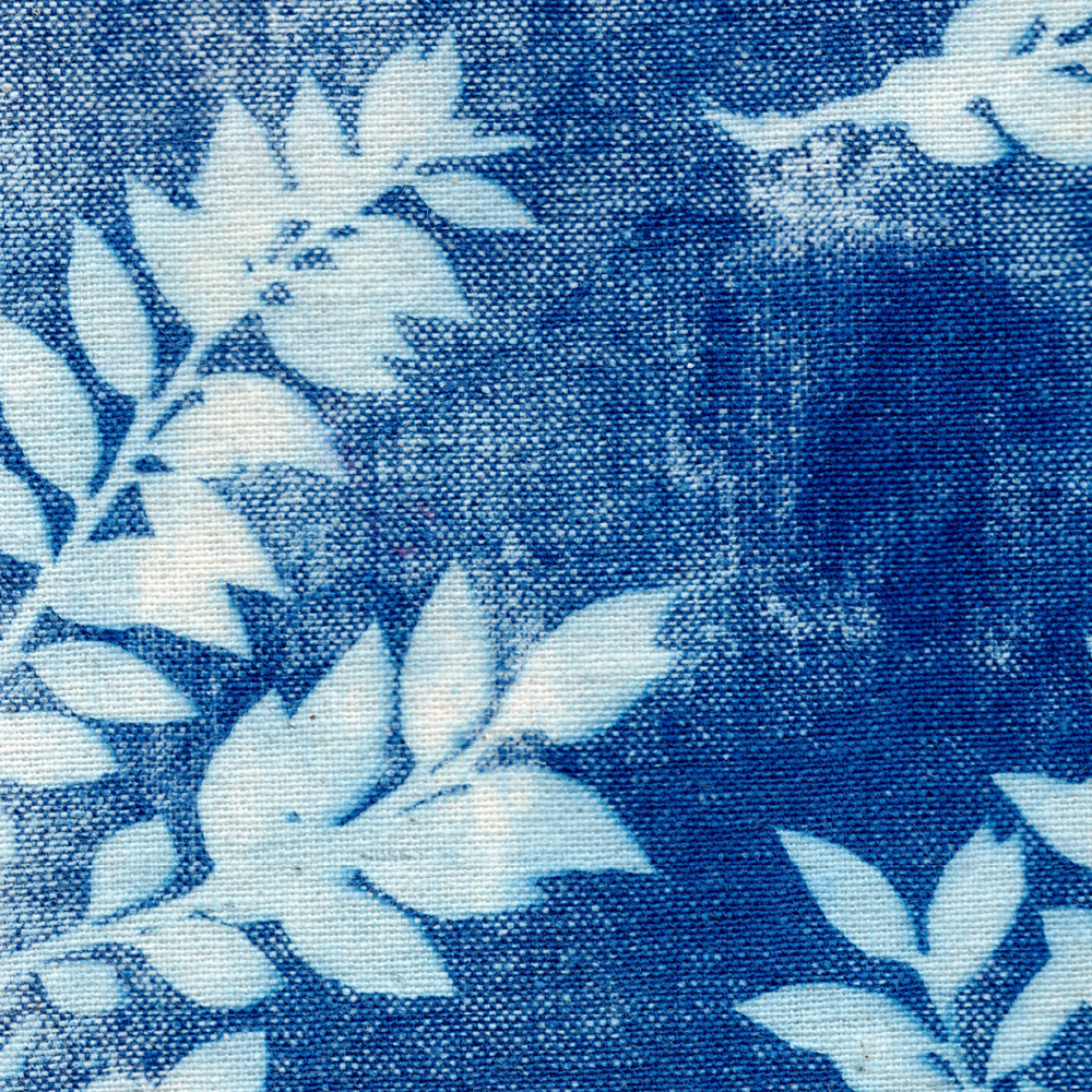 Micelio azul